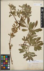 Foto von Salix lasiolepis Benth.